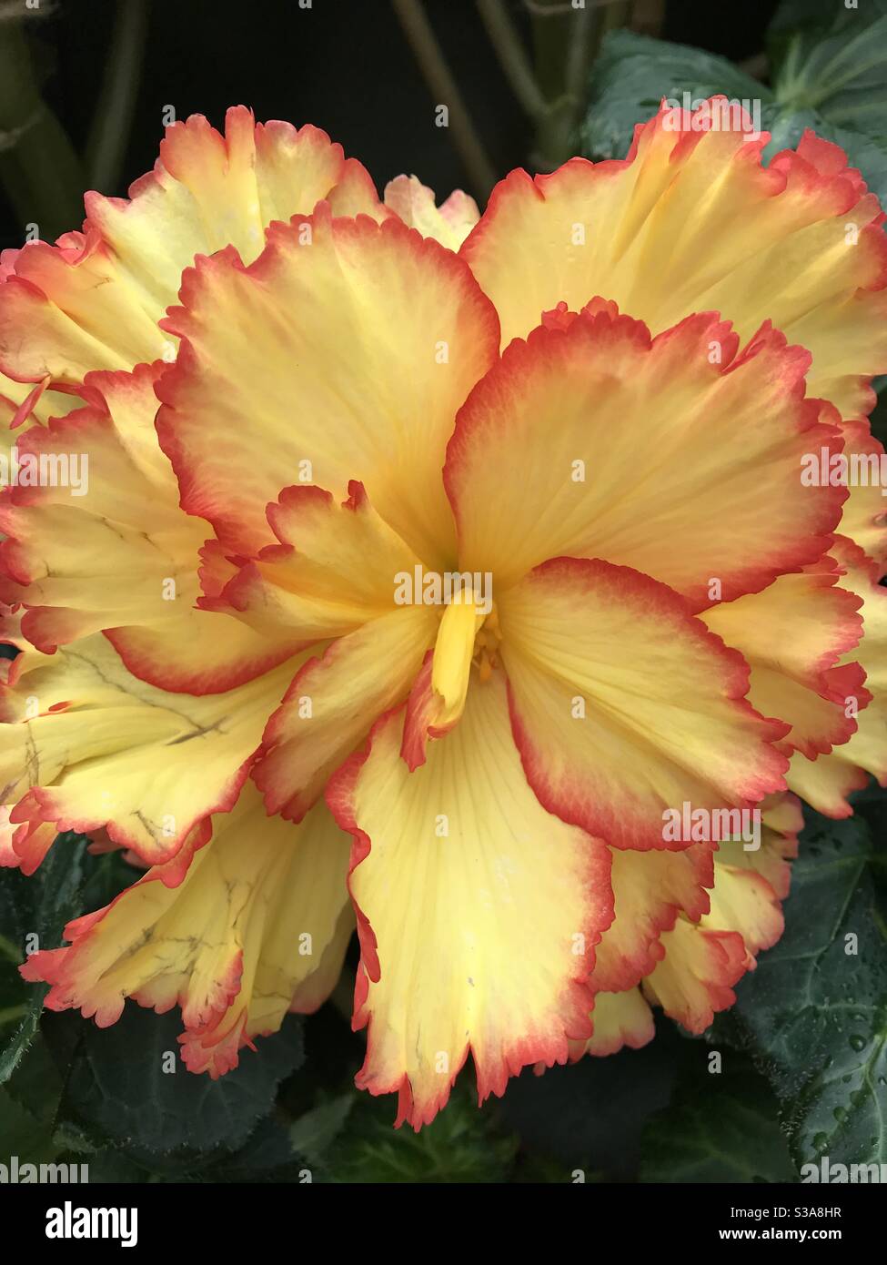 Begonia yellow Stock Photo