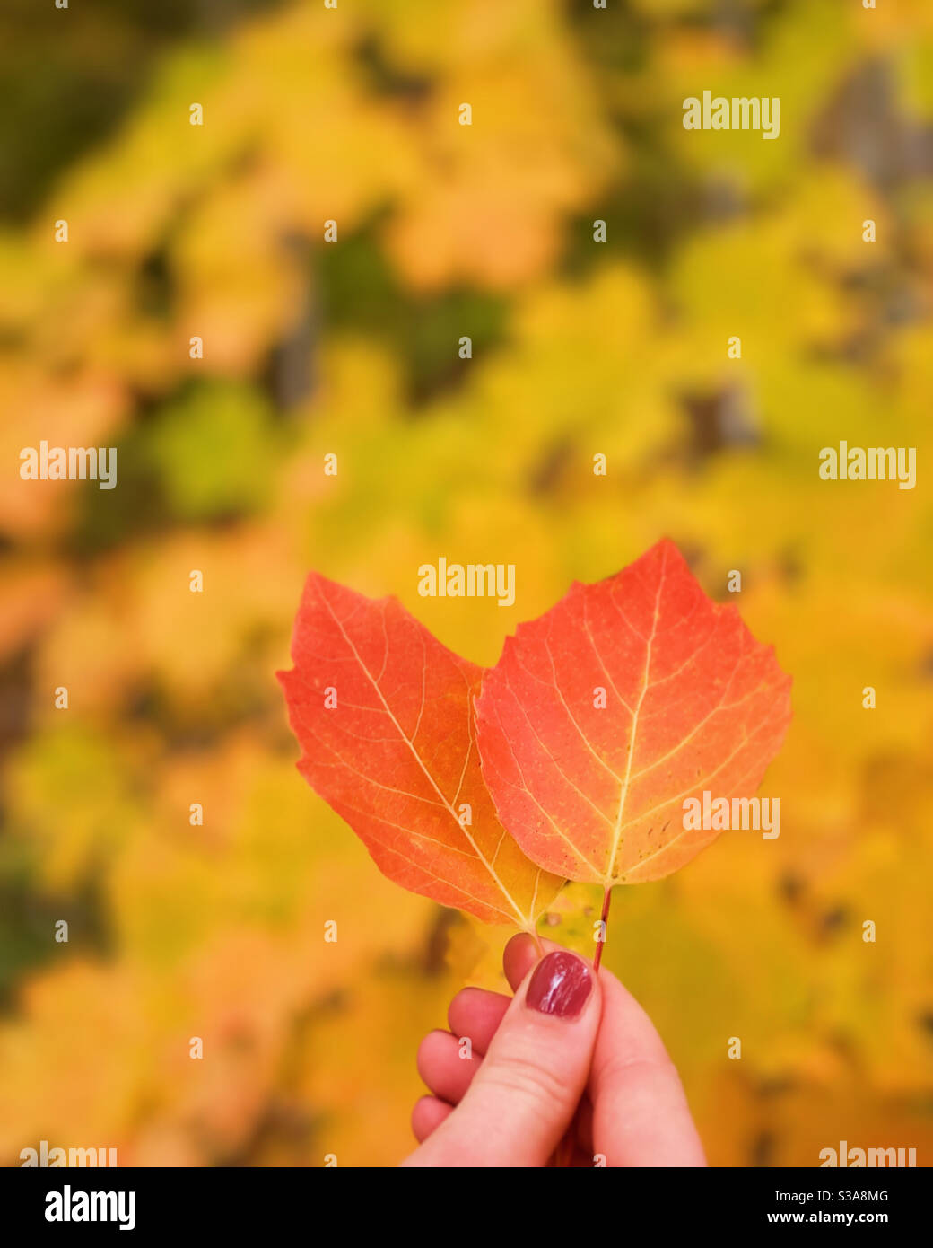 Fingertips holding two autumn leaves in front of a golden background of fall colour. Outdoors in muskoka. - Smartphone Captured Stock Image