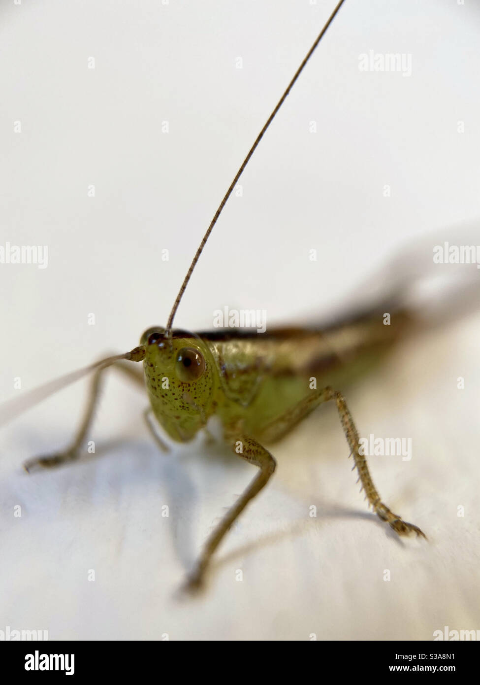 Up close of grasshopper - Smartphone Captured Stock Image
