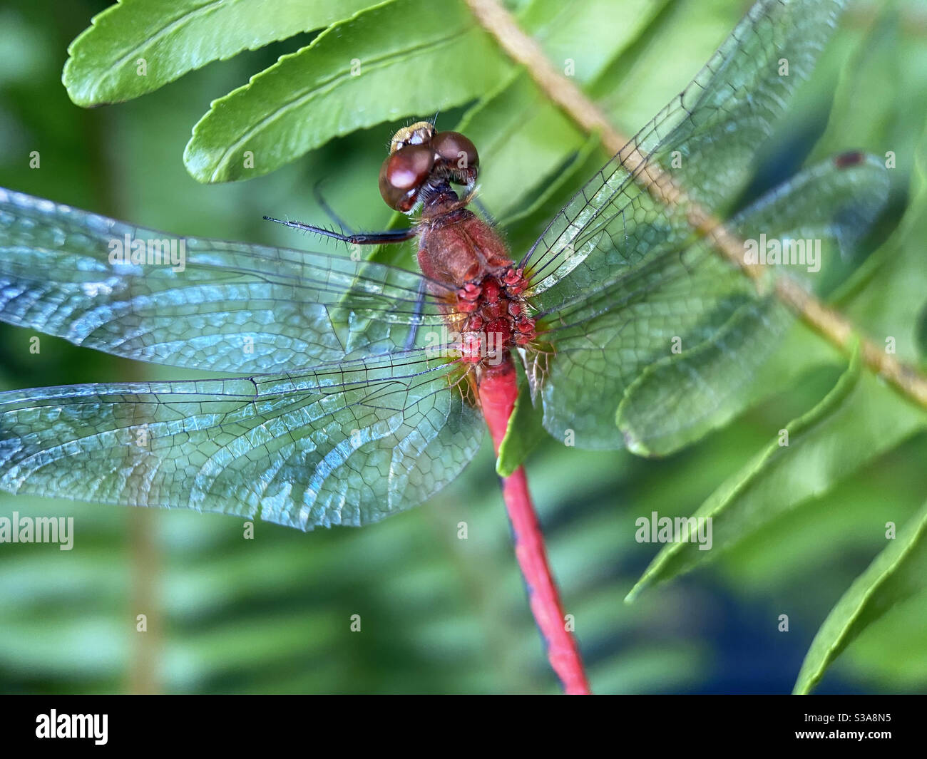 Up close of dragonfly - Smartphone Captured Stock Image