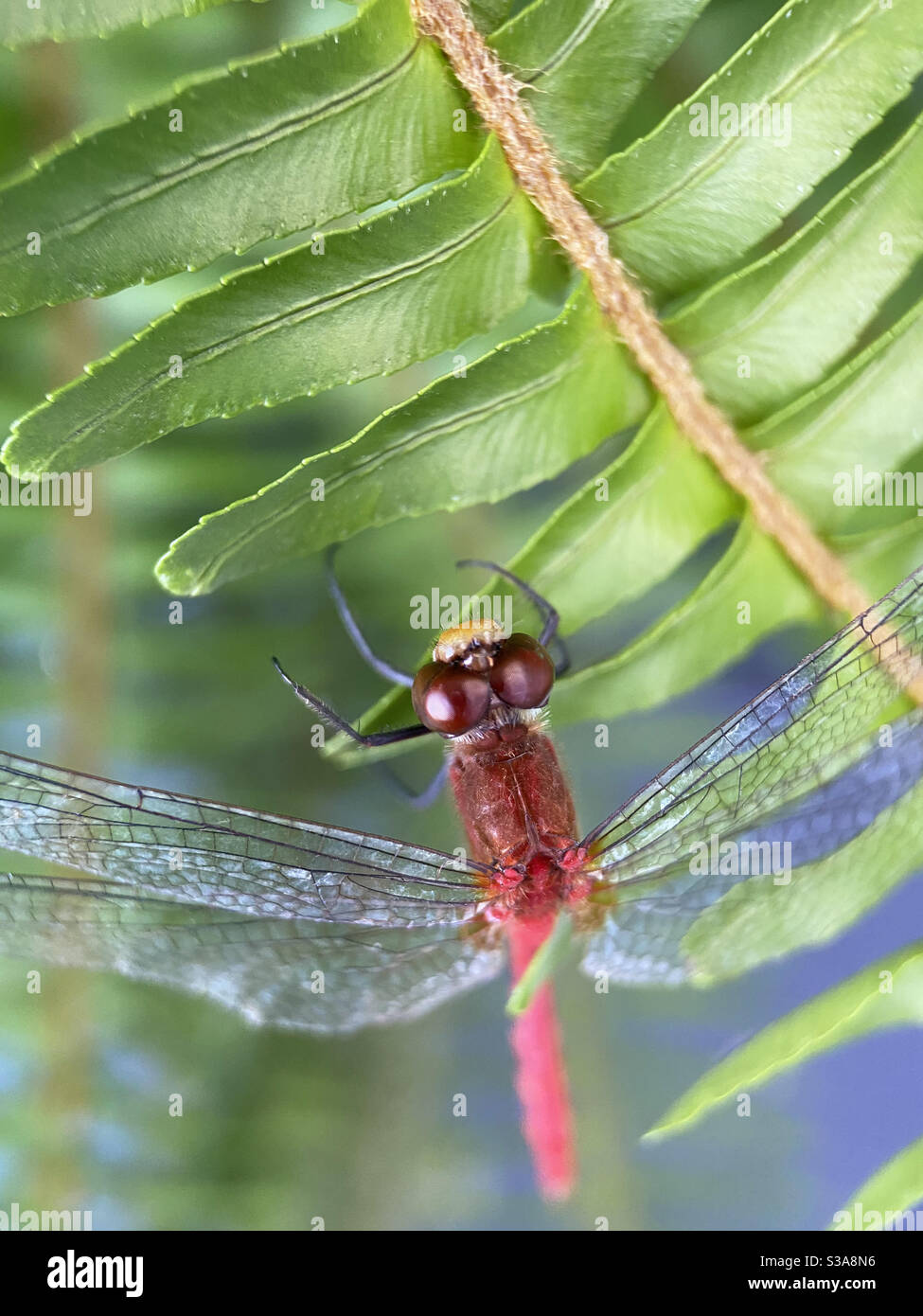 Up close of dragonfly Stock Photo