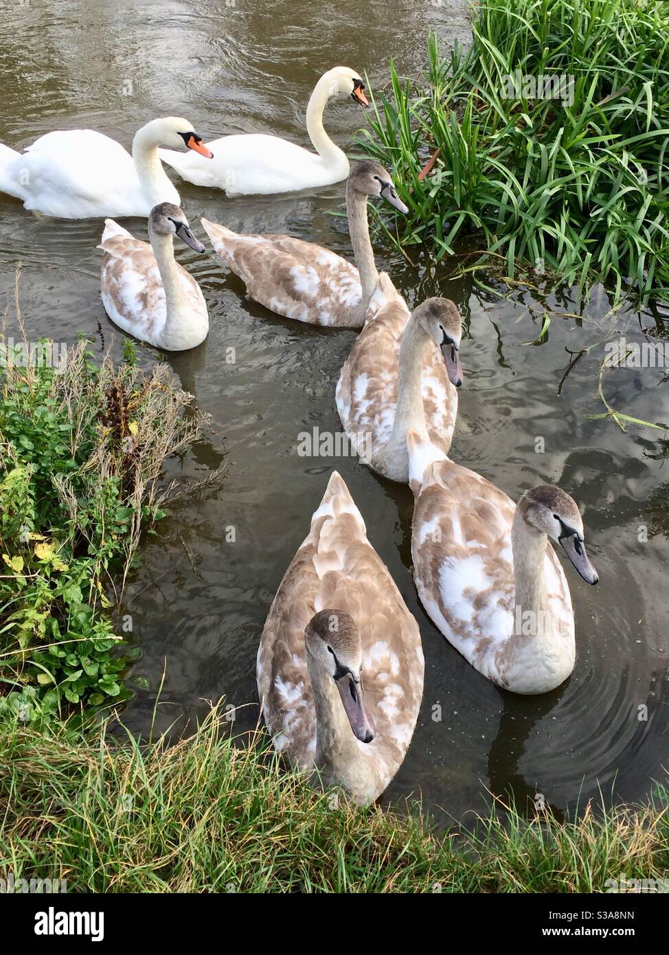 Swan family - Smartphone Captured Stock Image