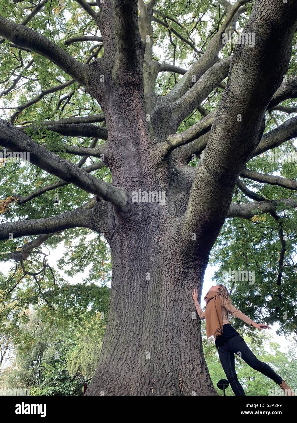 Woman touching oak tree in Dulwich park - Smartphone Captured Stock Image