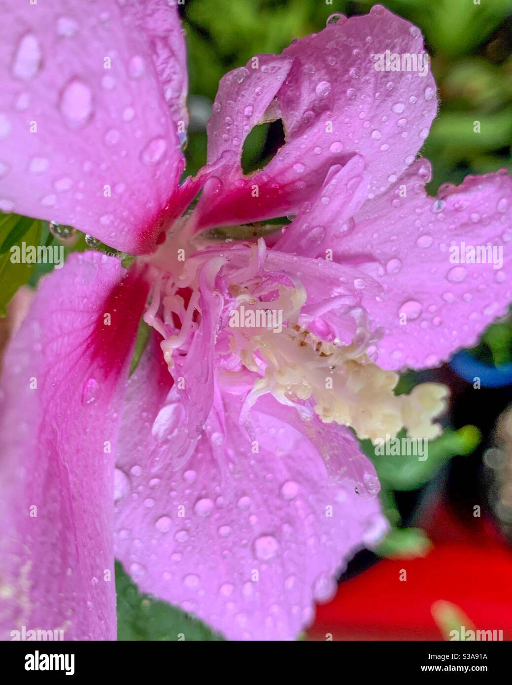 Mauve Hibiscus, pink purple flower, covered in water droplets, sun tropical Australian coastal