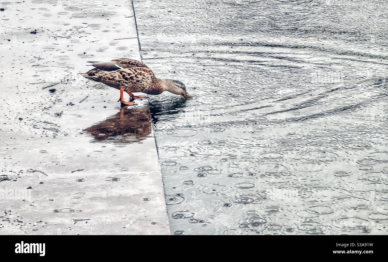 Duck drinking from edge of artificial pond in heavy rain - Smartphone Captured Stock Image