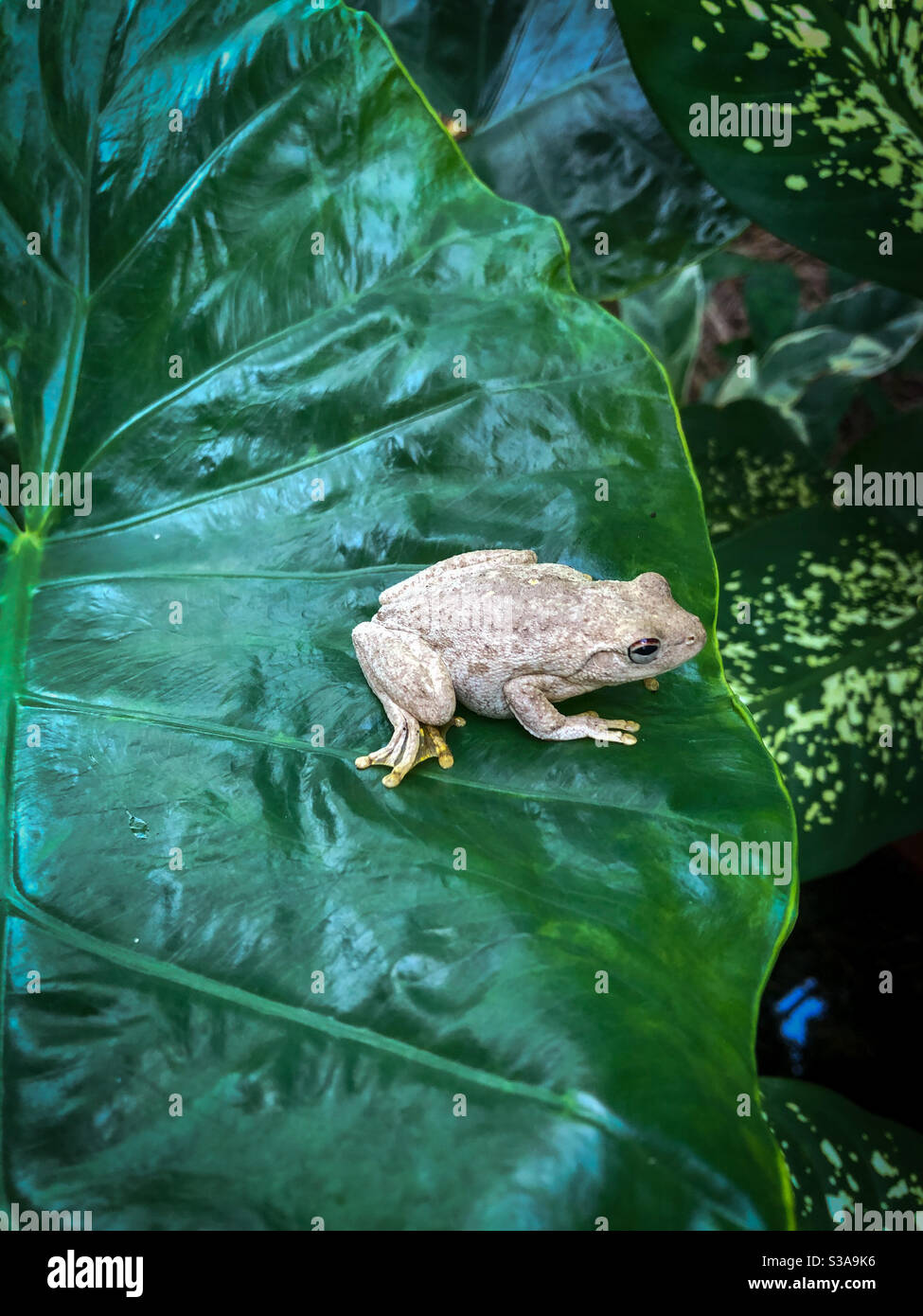 Roth’s tree frog or the Northern laughing tree frog , Litoria rothii