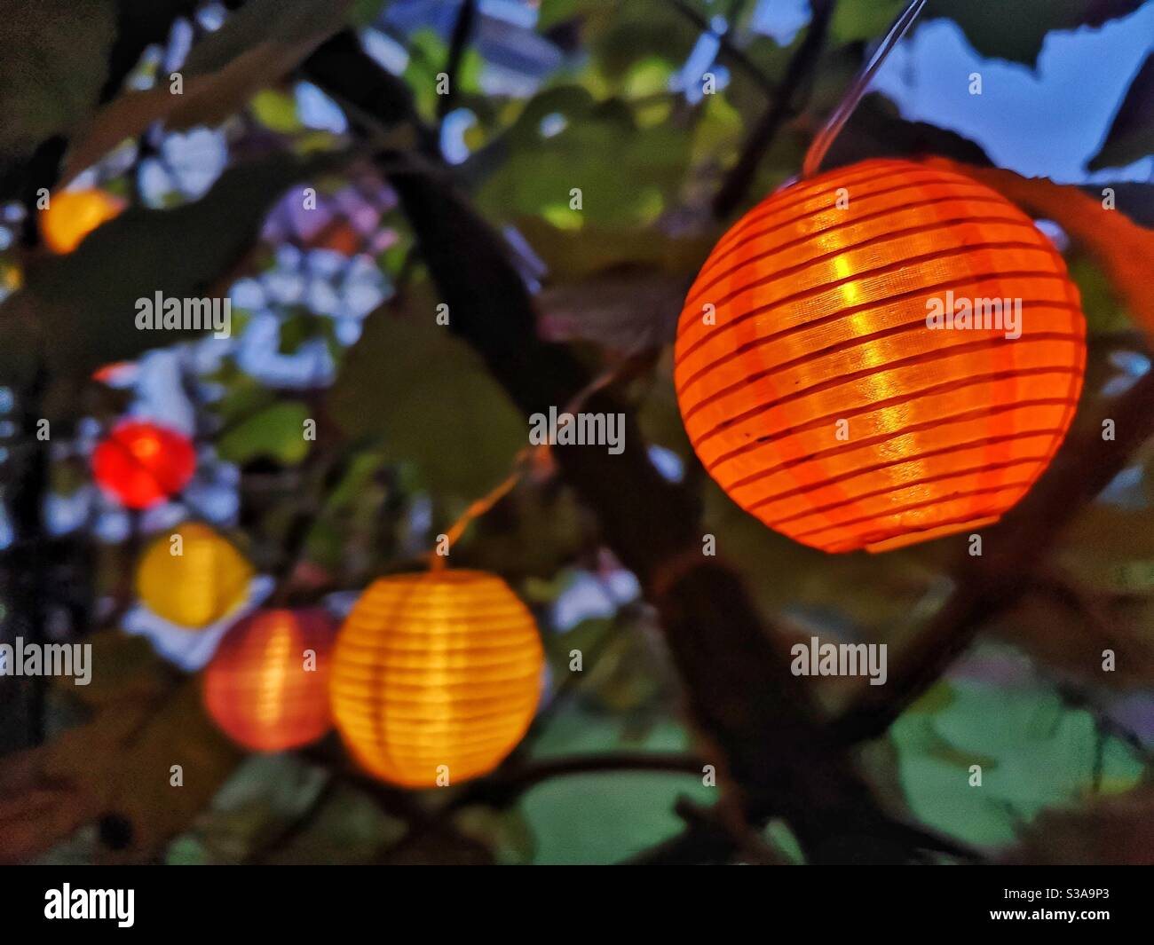 Colored paper lanterns in a garden at dusk - Smartphone Captured Stock Image