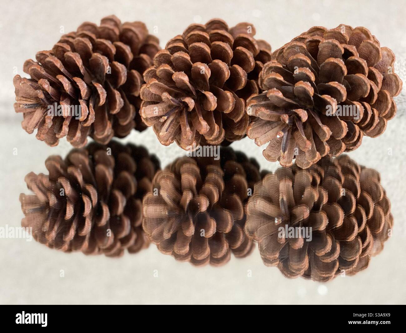 Still life of pine cones on a mirrored surface Stock Photo