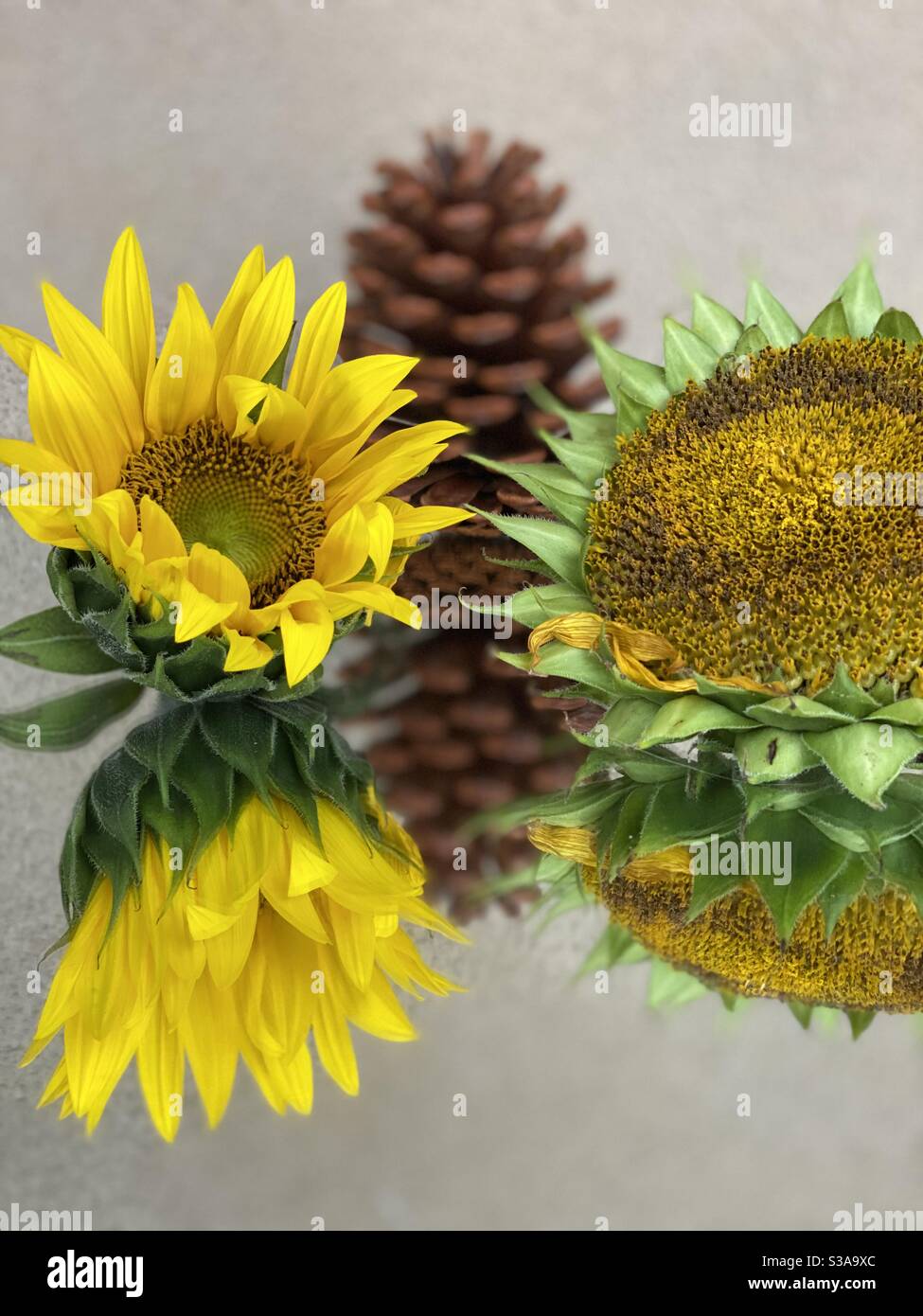 Still life of sunflowers and a pine cone on mirrored surface Stock Photo