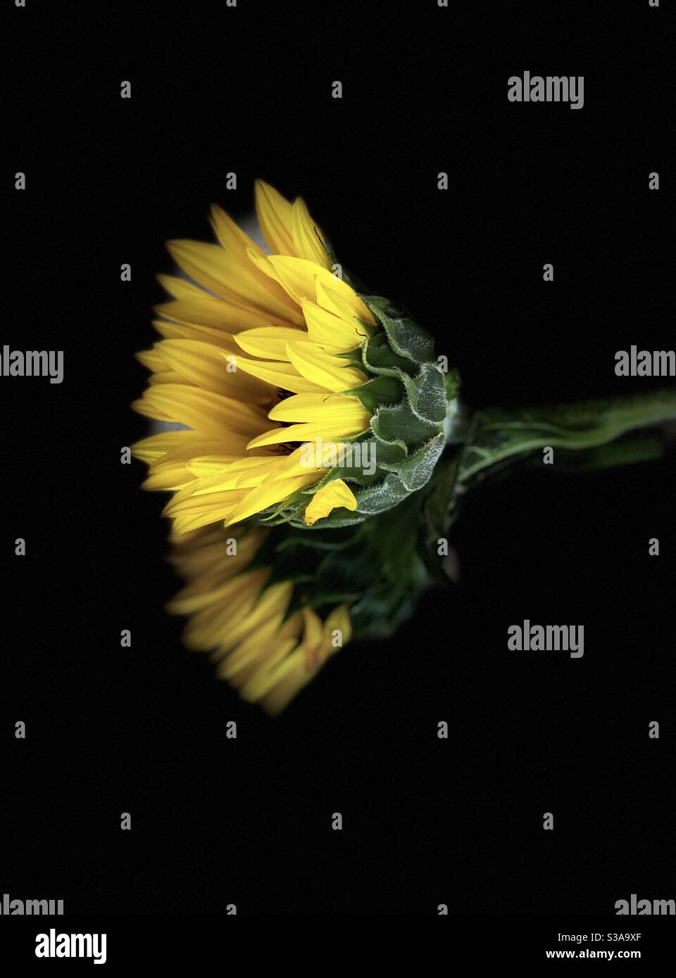 Single sunflower on solid black mirrored surface Stock Photo