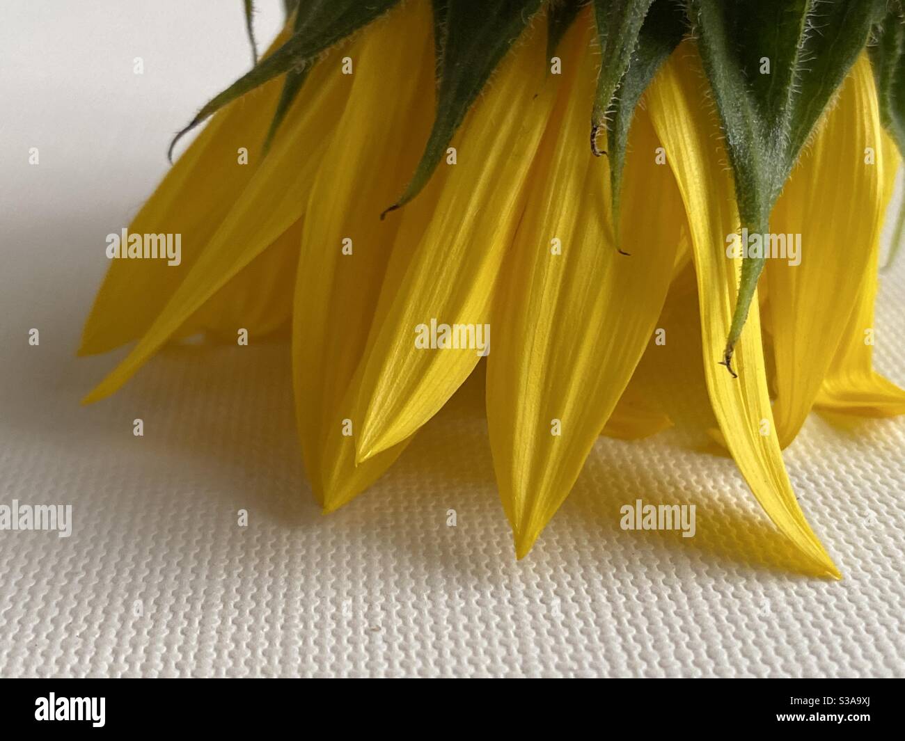 Petals of a sunflower downward on neutral canvas background - Smartphone Captured Stock Image