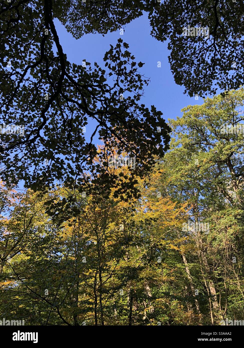Leaves turning colour against a blue sky as autumn approaches - Smartphone Captured Stock Image