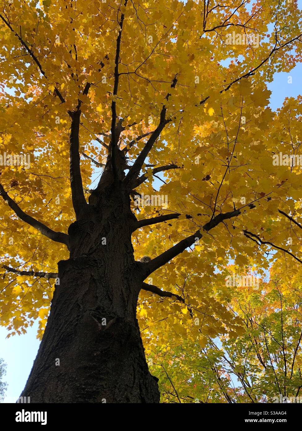 A canopy of yellow autumn leaves. - Smartphone Captured Stock Image