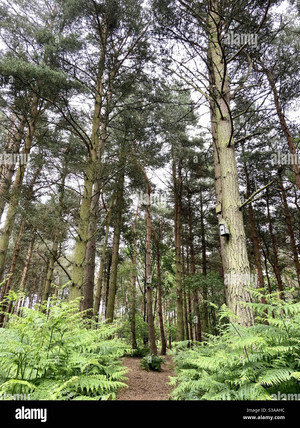 Wood ferns hi-res stock photography and images - Alamy