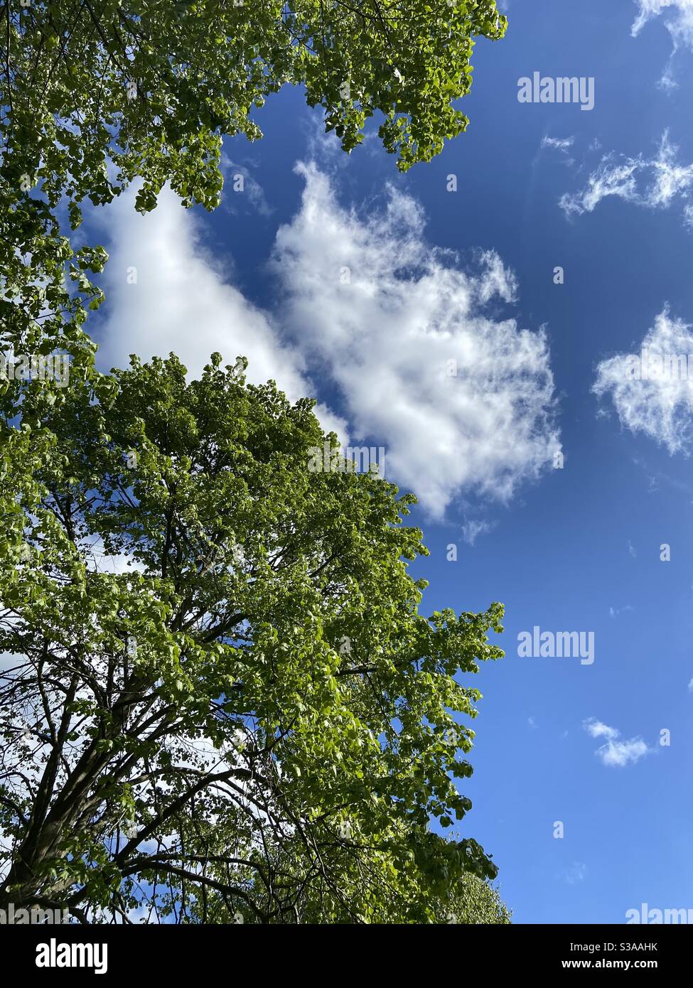 Looking up at green leaves against blue sky and clouds - Smartphone Captured Stock Image