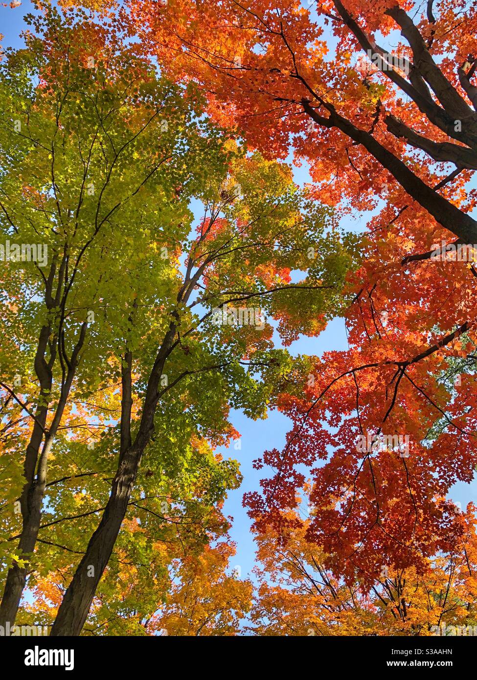 The changing colours of autumn. Stock Photo