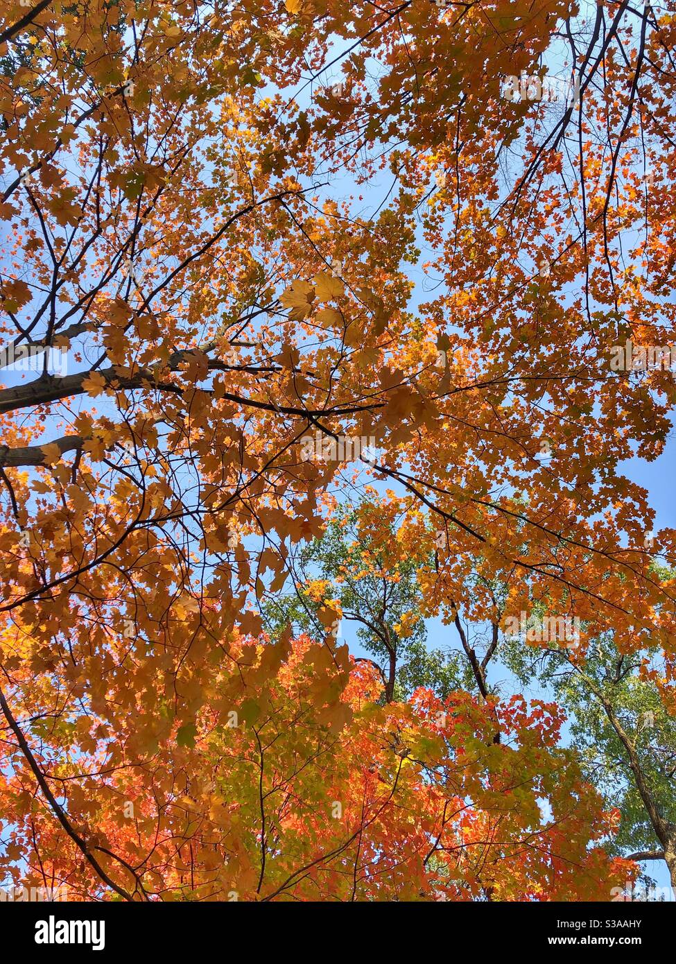 Orange leaves of autumn. Stock Photo