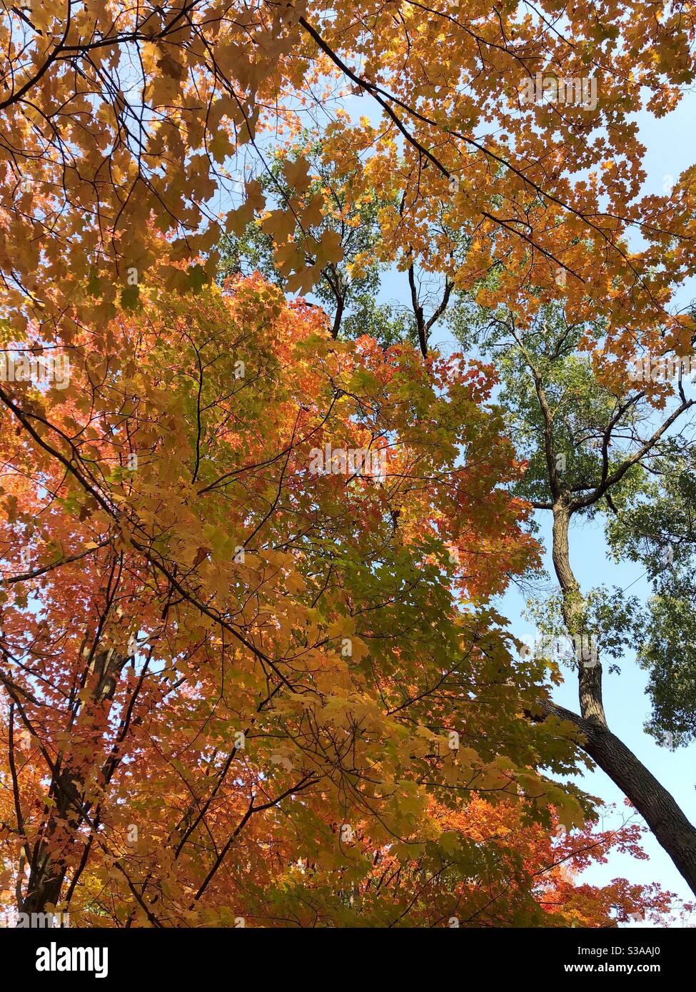 Orange and yellow colours of autumn. - Smartphone Captured Stock Image