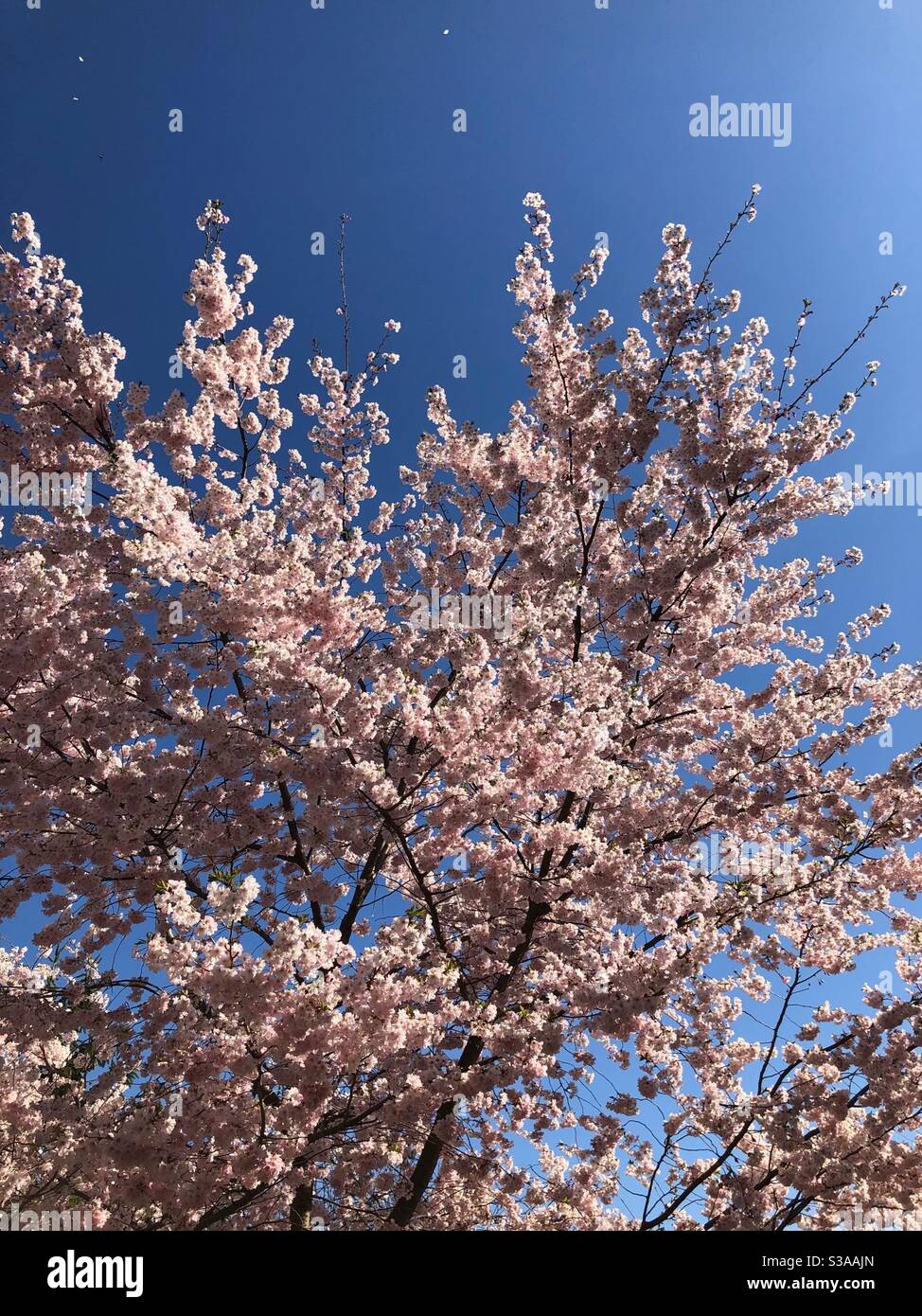 Pink flowering tree. Stock Photo