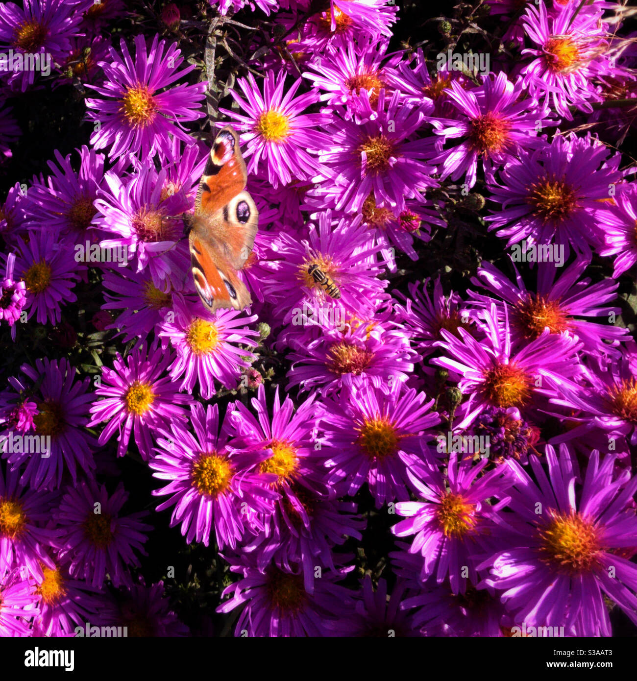 Aster novi-belgii or New York Aster or Michaelmas Daisy. With Peacock Butterfly and bee. Stock Photo