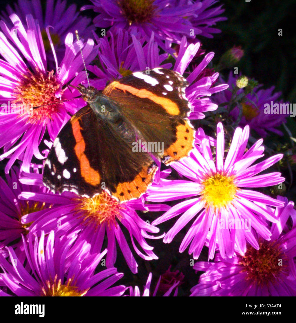 Aster novi-belgii or New York Aster or Michaelmas Daisy. With Red Admiral Butterfly. Stock Photo