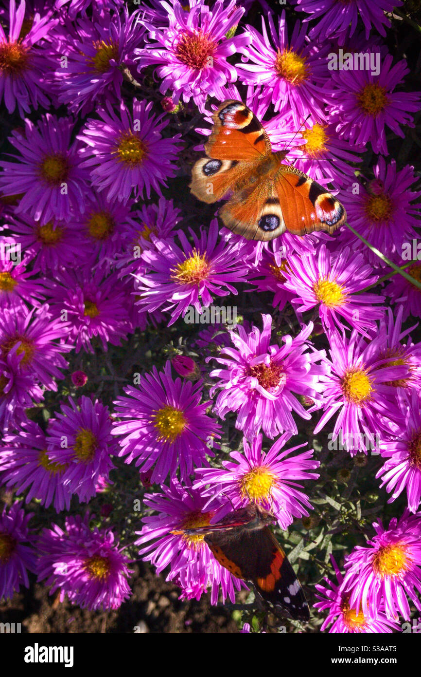 Aster novi-belgii or New York Aster or Michaelmas Daisy. With Peacock Butterfly and Red Admiral Butterfly. Stock Photo