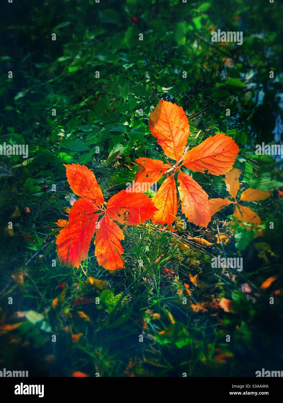 Autumn splendor, colorful leaves within various trees making Fall season a beautiful sight. - Smartphone Captured Stock Image
