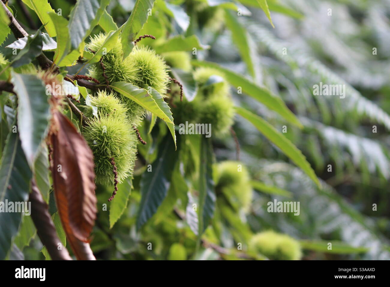 Horse chestnut (Aesculus hippocastanum) seed cases at RSPB Arne Stock Photo