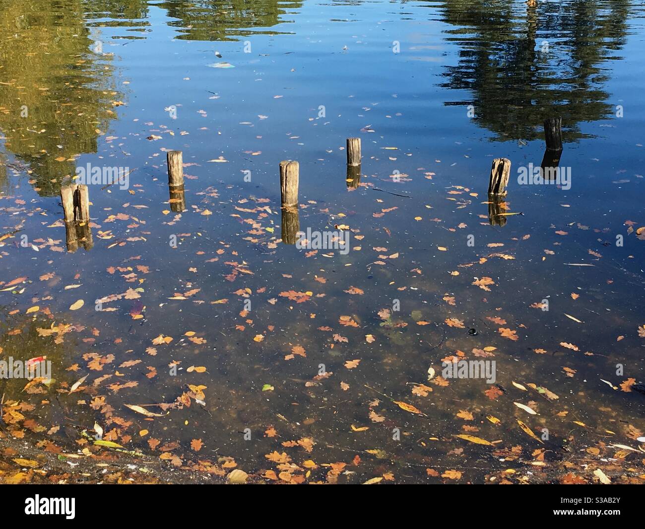 Wooden posts, leaves and reflections on lake - Smartphone Captured Stock Image