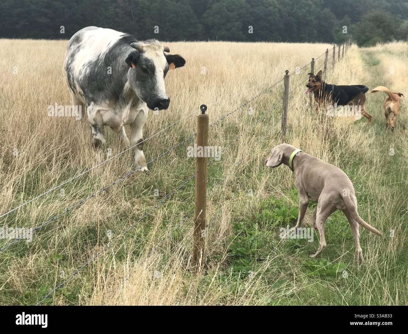 Two dogs staring at a cow Stock Photo