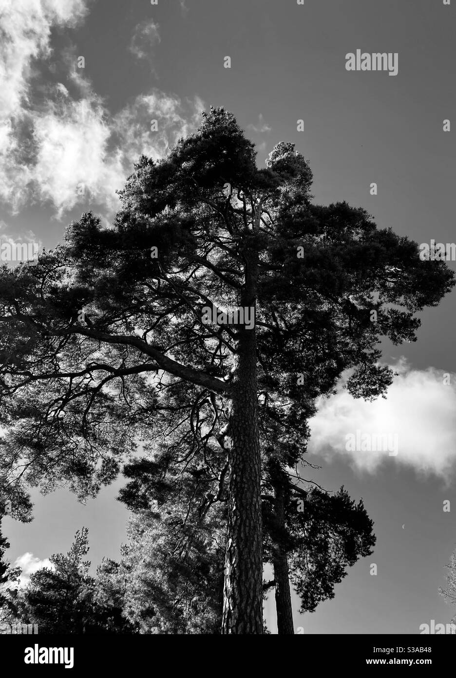 Pinetree in sweden with some clouds in the backround. Thought it Would look cool as black and white. Hope you like it :) Stock Photo