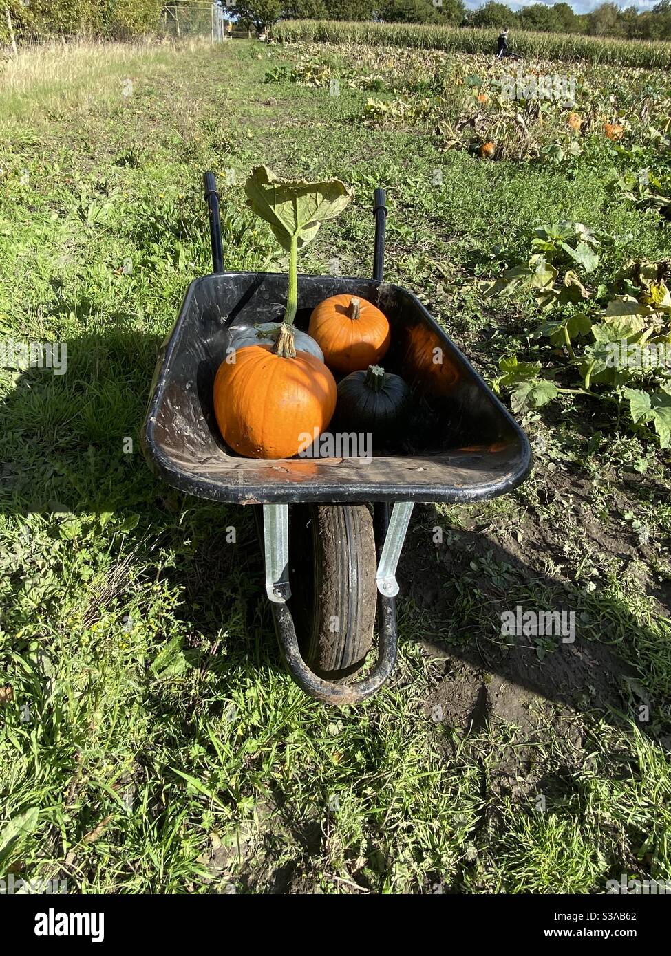 Pumpkin wheelbarrow Stock Photo
