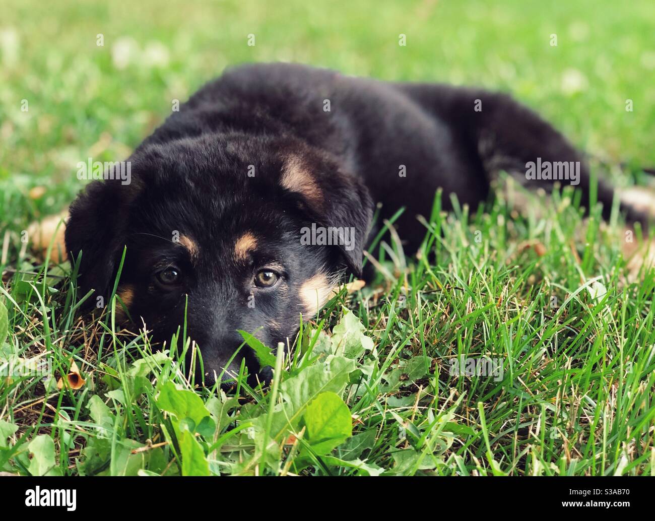 8 week old German Shepherd puppy laying down in green grass Stock Photo