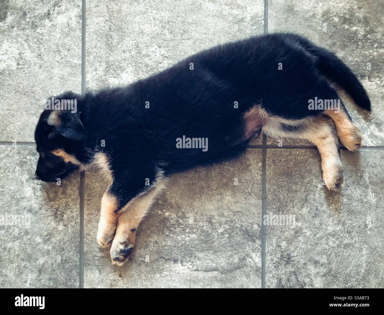 8 week old German shepherd puppy sleeping in grey tile floor Stock Photo
