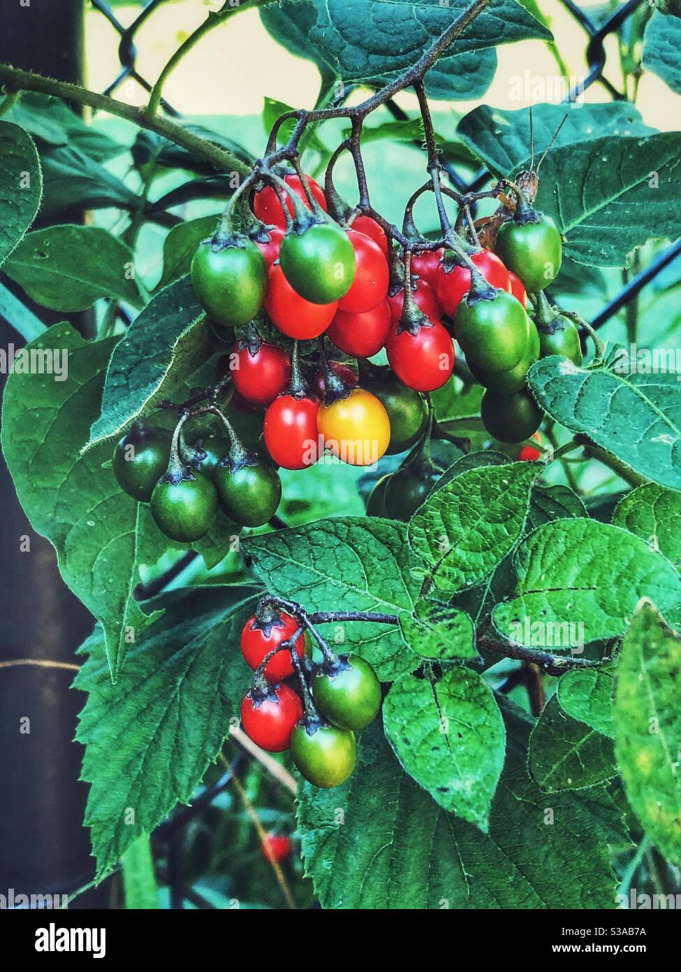 Deadly nightshade berries Stock Photo