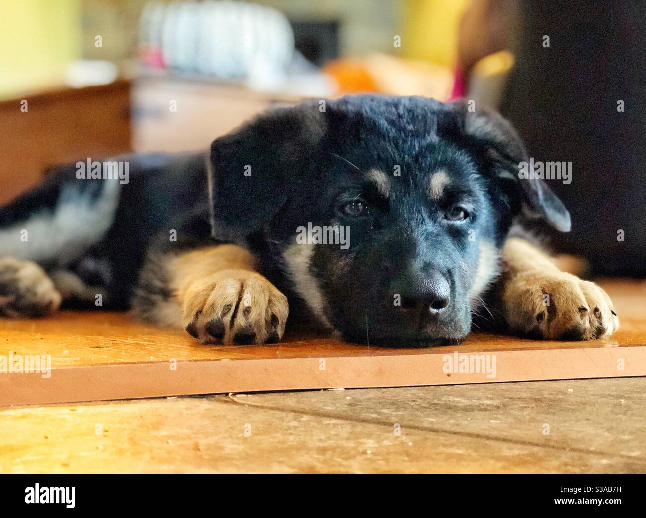 German Shepherd puppy laying down on the floor Stock Photo
