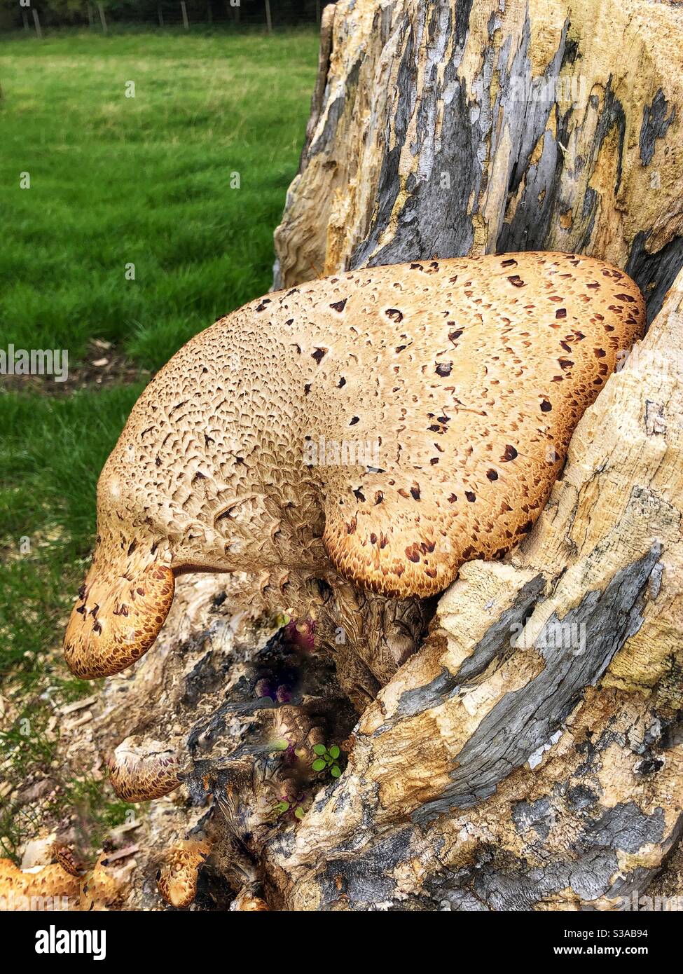 Dryads Saddle Fungus in the shape of a Duck Billed Platypus. Stock Photo