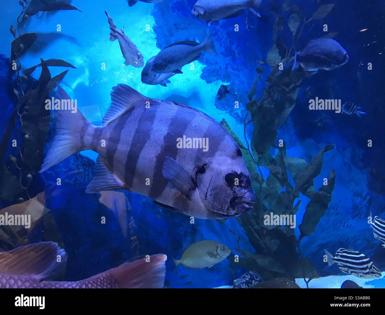 Tropical fish under the sea Stock Photo