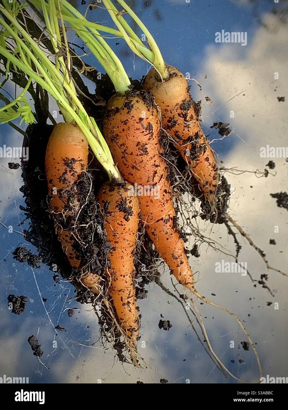 Some freshly pulled carrots from my garden . - Smartphone Captured Stock Image