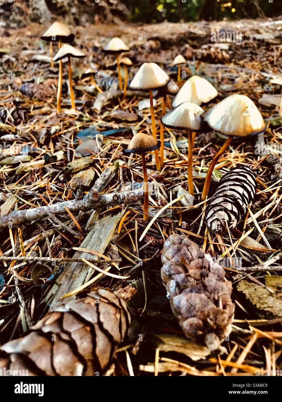Mushrooms, fungi & pine cones on the forest floor Stock Photo
