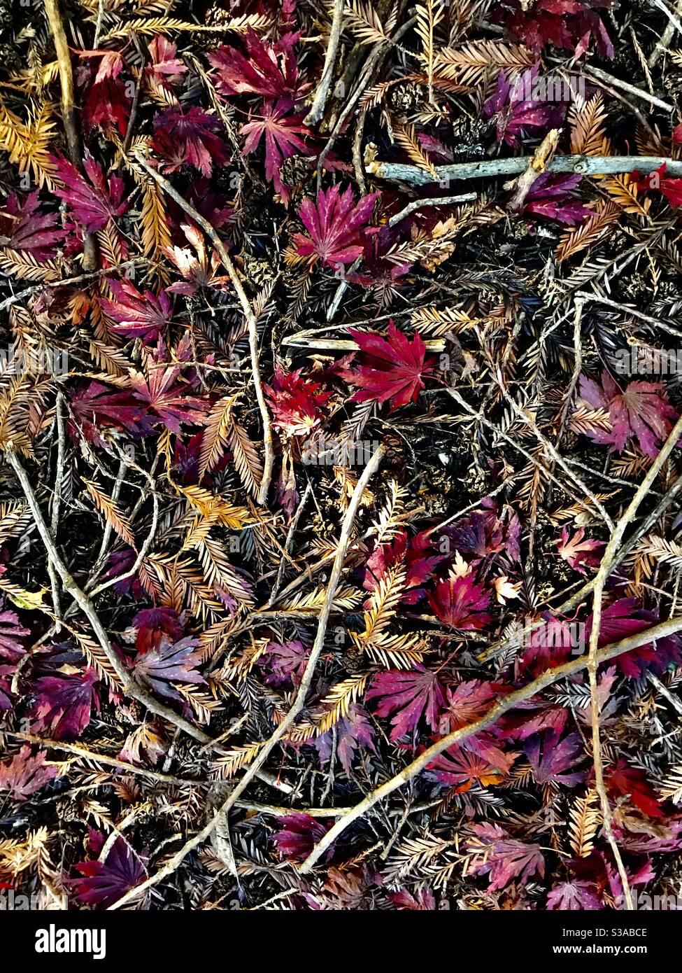 Leafy forest floor hi-res stock photography and images - Alamy