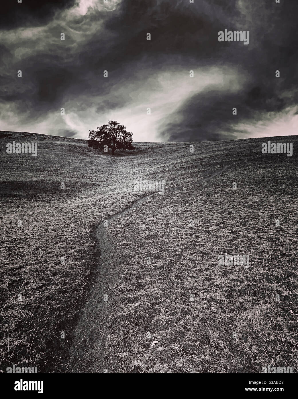 Trail through foothills with a single oak tree - Smartphone Captured Stock Image