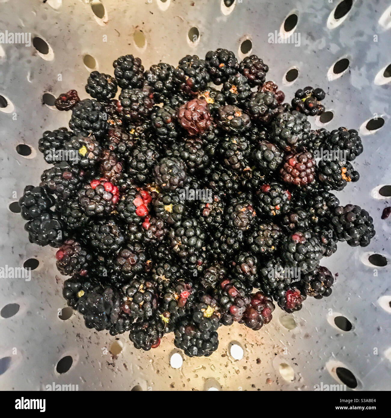 Blackberries freshly picked and washed in a plastic colander - Smartphone Captured Stock Image