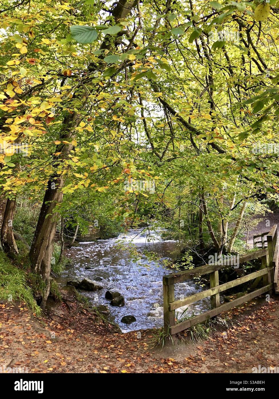May Beck, a woodland stream running down to Falling Foss waterfall in early autumn - Smartphone Captured Stock Image