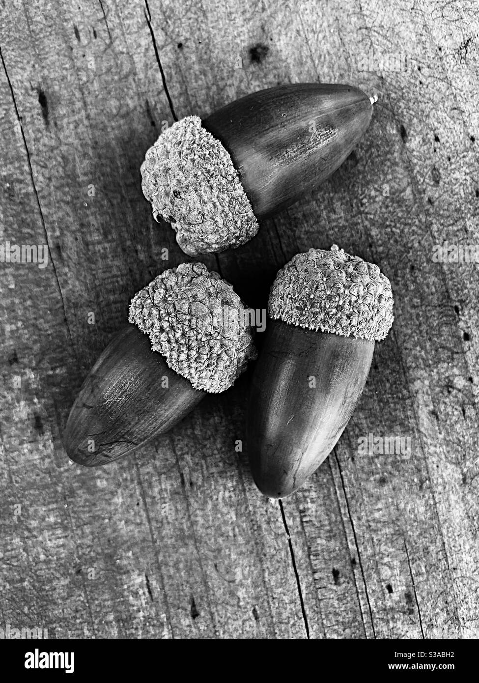 Three acorns on a slab of wood, in black and white - Smartphone Captured Stock Image