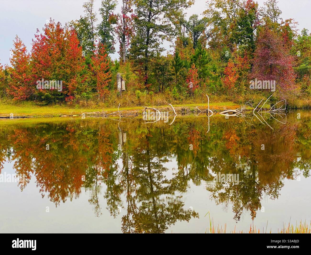 Trees with changing leaves reflecting on a lake Stock Photo