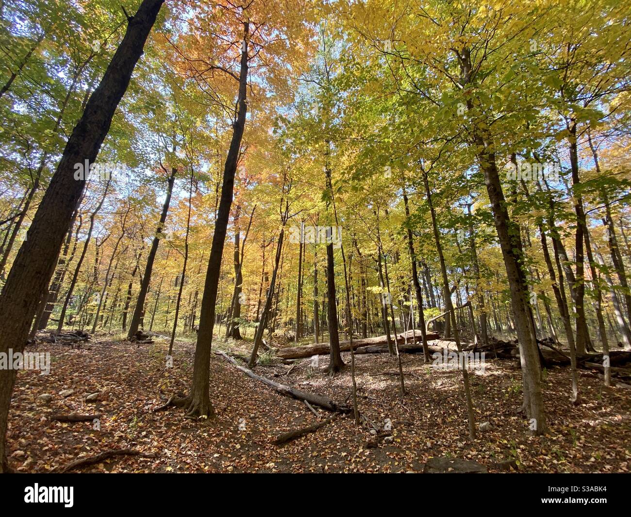 Fall foliage off the Harms Woods Trail in the Cool County Forest Preserve in Glenview, Illinois. - Smartphone Captured Stock Image