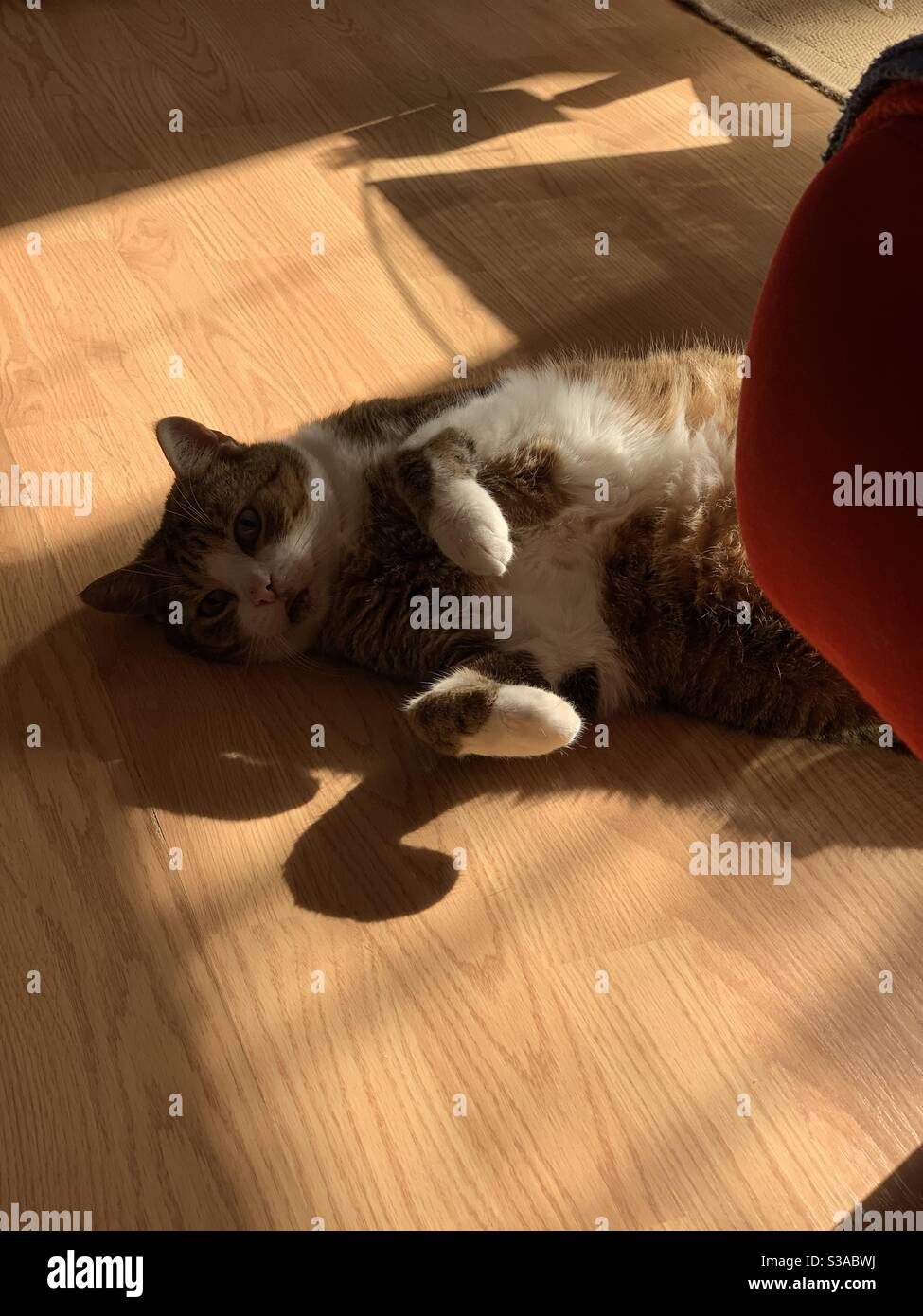 Cat in sun Stock Photo