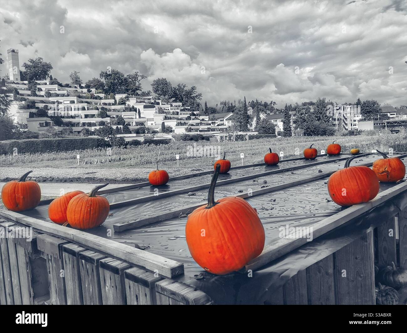Orange pumpkins on a farm stall - Smartphone Captured Stock Image