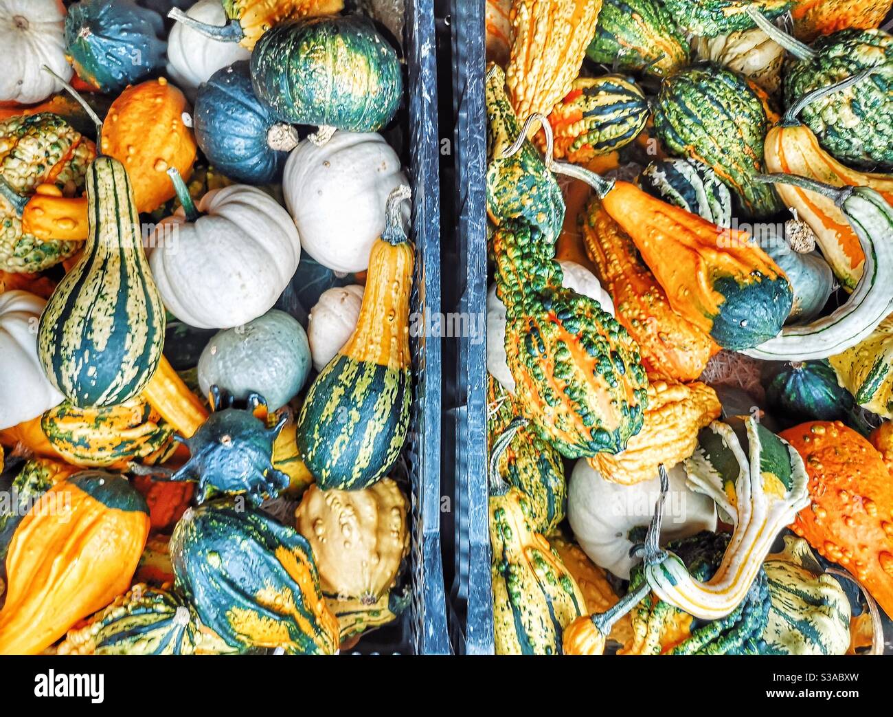 Selection of squashes and pumpkins Stock Photo - Alamy
